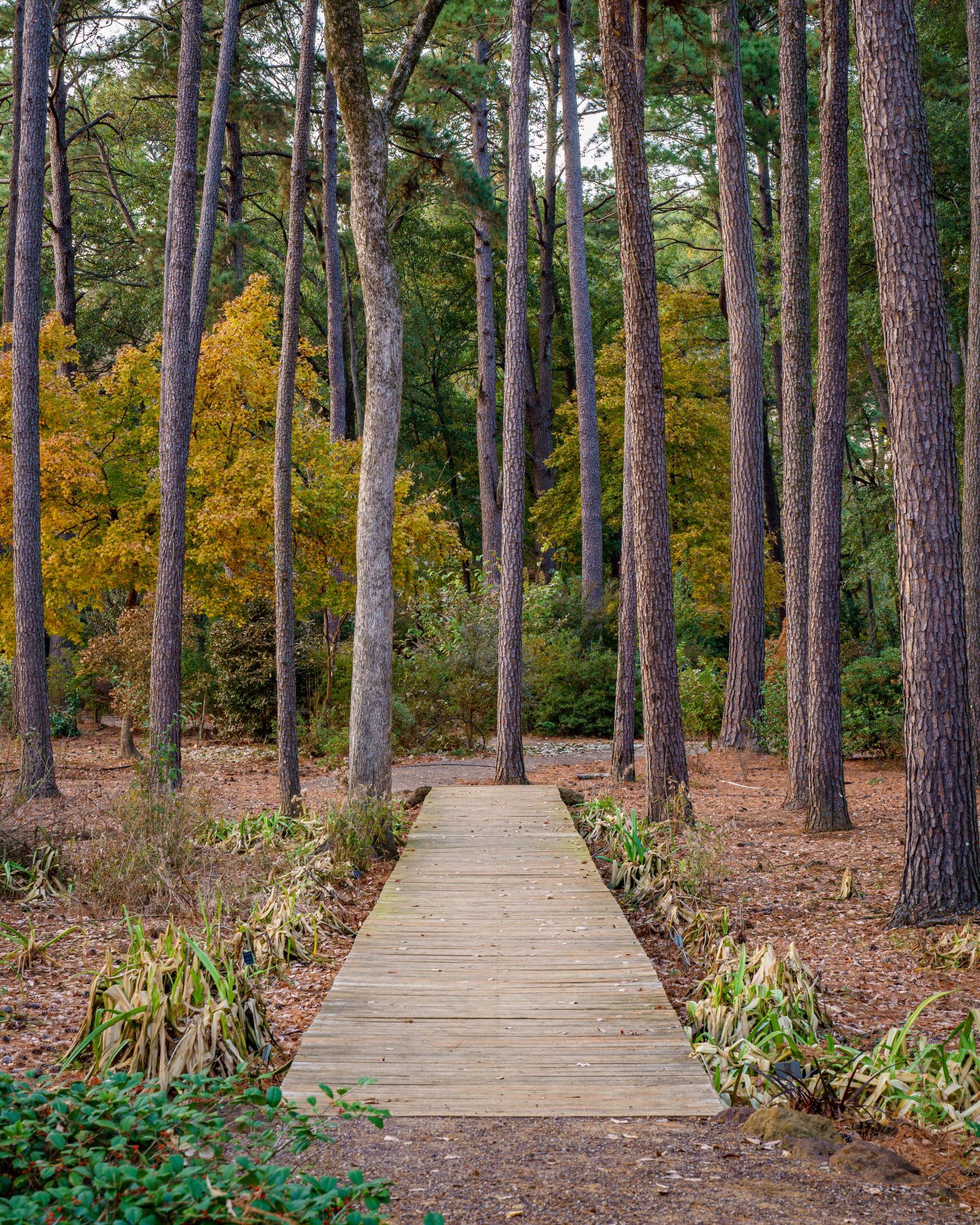 Gayla Mize Garden