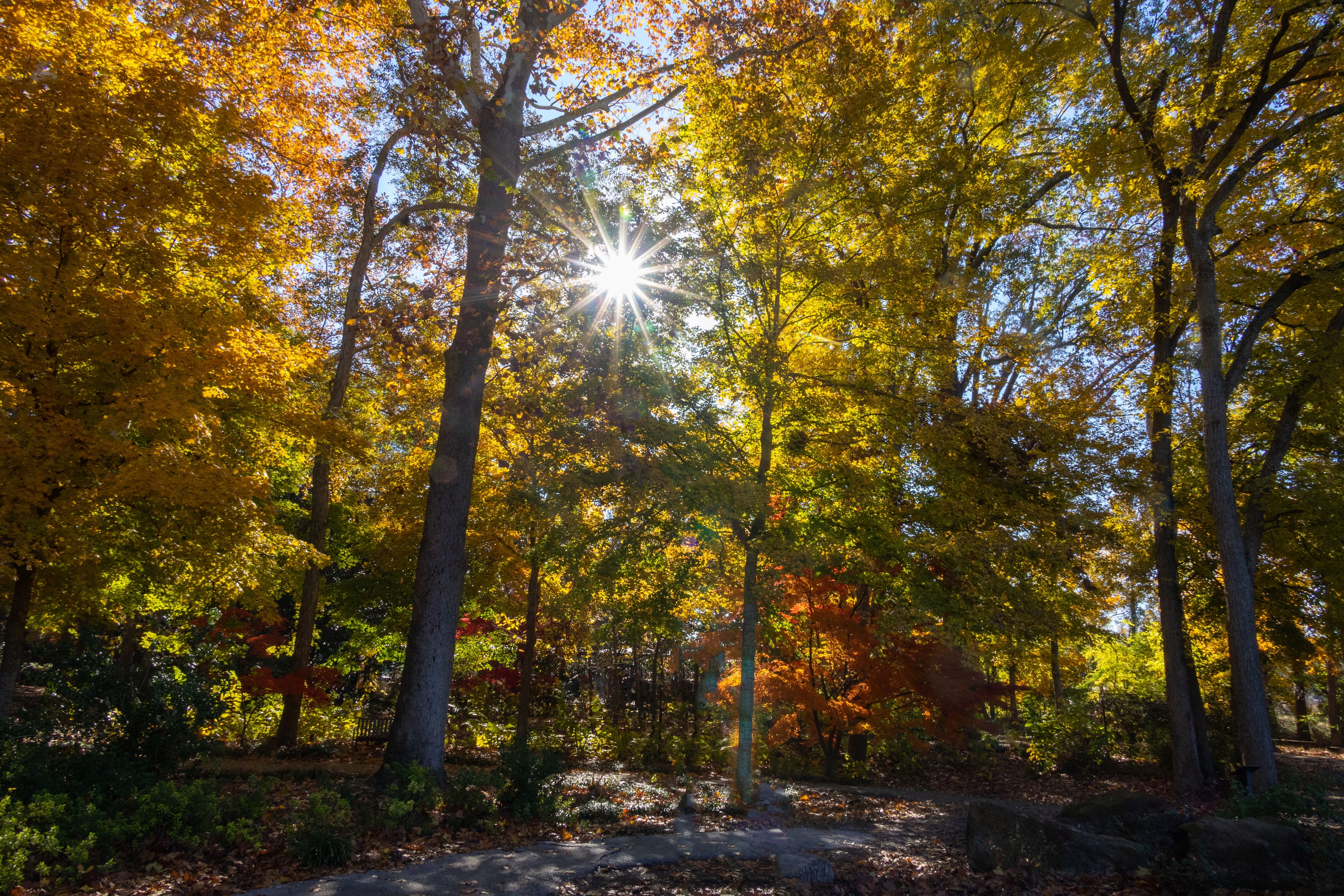 Fall foliage in the Ruby M. Mize Azalea Garden