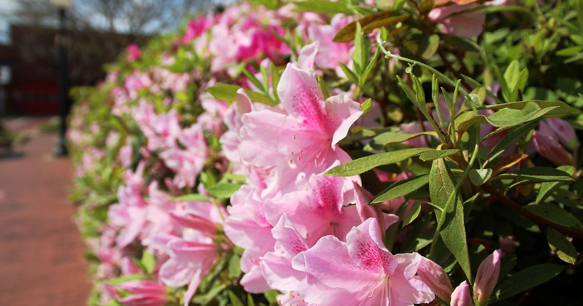 The Garden Capital of Texas - Visit Nacogdoches